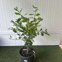 Persian Lime Citrus Tree Persian Lime Citrus Tree