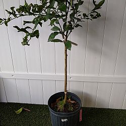 Persian Lime Citrus Tree Persian Lime Citrus Tree