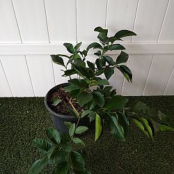 Persian Lime Citrus Tree Persian Lime Citrus Tree