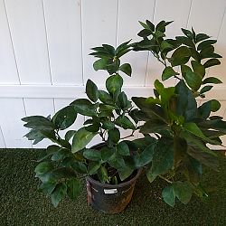 Persian Lime Citrus Tree Persian Lime Citrus Tree