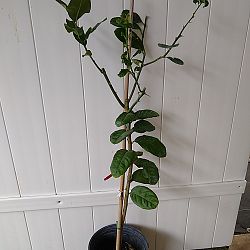 Citron Citrus Tree Citron Citrus Tree