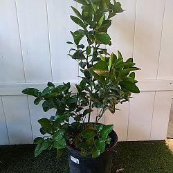 Murcott Tangerine Citrus Tree Murcott Tangerine Citrus Tree