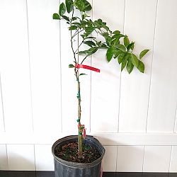 Murcott Tangerine Citrus Tree Murcott Tangerine Citrus Tree