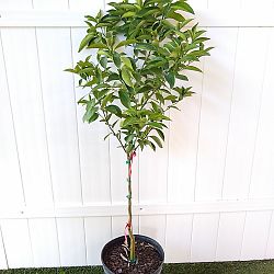 Murcott Tangerine Citrus Tree Murcott Tangerine Citrus Tree