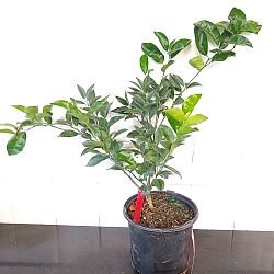 Murcott Tangerine Citrus Tree Murcott Tangerine Citrus Tree