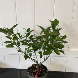 Murcott Tangerine Citrus Tree Murcott Tangerine Citrus Tree