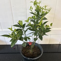 Murcott Tangerine Citrus Tree Murcott Tangerine Citrus Tree