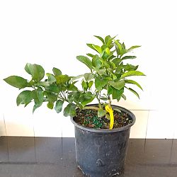 Ruby Red Grapefruit Citrus Tree Ruby Red Grapefruit Citrus Tree