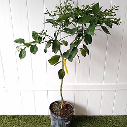 Ruby Red Grapefruit Citrus Tree Ruby Red Grapefruit Citrus Tree