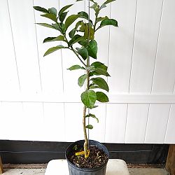 Ruby Red Grapefruit Citrus Tree Ruby Red Grapefruit Citrus Tree