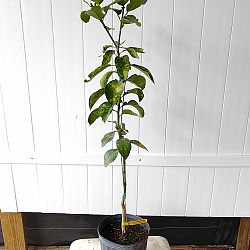 Ruby Red Grapefruit Citrus Tree Ruby Red Grapefruit Citrus Tree