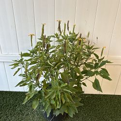 Yellow Crossandra Yellow Crossandra