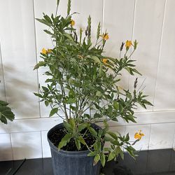 Yellow Crossandra Yellow Crossandra