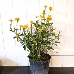 Yellow Crossandra Yellow Crossandra