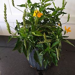 Yellow Crossandra Yellow Crossandra