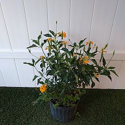 Yellow Crossandra Yellow Crossandra