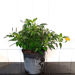 Orange Crossandra Orange Crossandra