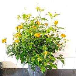 Orange Crossandra Orange Crossandra