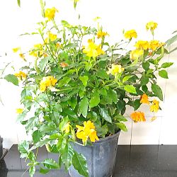 Orange Crossandra Orange Crossandra