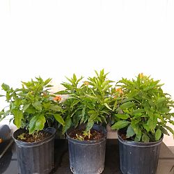 Orange Crossandra Orange Crossandra