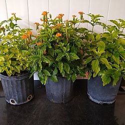 Orange Crossandra Orange Crossandra