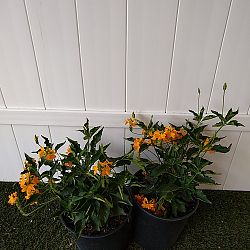 Orange Crossandra Orange Crossandra