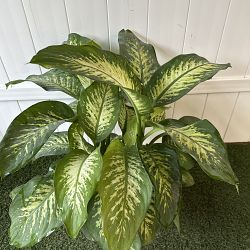 Dieffenbachia 'Tropic Snow' Dieffenbachia 'Tropic Snow'