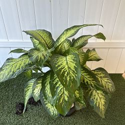 Dieffenbachia 'Tropic Snow' Dieffenbachia 'Tropic Snow'