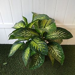 Dieffenbachia 'Tropic Snow' Dieffenbachia 'Tropic Snow'