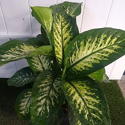 Dieffenbachia 'Tropic Snow' Dieffenbachia 'Tropic Snow'