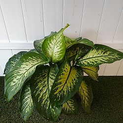 Dieffenbachia 'Tropic Snow' Dieffenbachia 'Tropic Snow'