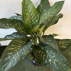 Dieffenbachia 'Tropic Snow' Dieffenbachia 'Tropic Snow'