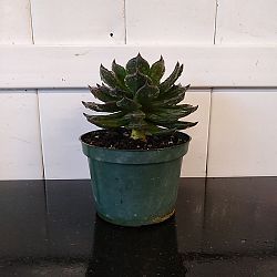 Black Prince Echeveria Black Prince Echeveria