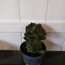 Black Prince Echeveria Black Prince Echeveria