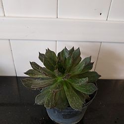 Black Prince Echeveria Black Prince Echeveria