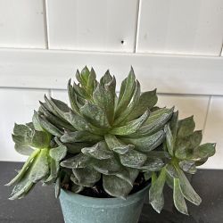 Black Prince Echeveria Black Prince Echeveria