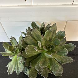 Black Prince Echeveria Black Prince Echeveria