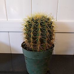 Golden Barrel Cactus Golden Barrel Cactus