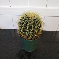 Golden Barrel Cactus Golden Barrel Cactus