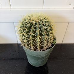 Golden Barrel Cactus Golden Barrel Cactus