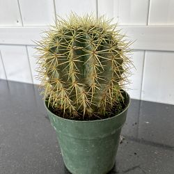 Golden Barrel Cactus Golden Barrel Cactus