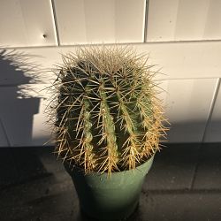 Golden Barrel Cactus Golden Barrel Cactus