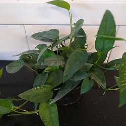 'Cebu Blue' Pothos 'Cebu Blue' Pothos