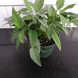 'Cebu Blue' Pothos 'Cebu Blue' Pothos