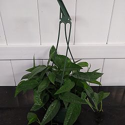 'Cebu Blue' Pothos 'Cebu Blue' Pothos
