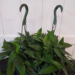 'Cebu Blue' Pothos 'Cebu Blue' Pothos