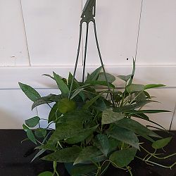 'Cebu Blue' Pothos 'Cebu Blue' Pothos