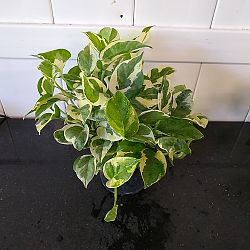 N'Joy Pothos N'Joy Pothos