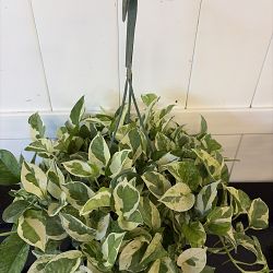 N'Joy Pothos N'Joy Pothos