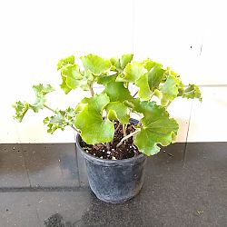 Crested Leopard Plant Crested Leopard Plant